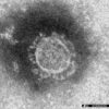 新型肺炎は「COVID―19」　WHO命名、「武漢」など使わず（共同通信） - Yahoo!ニュース